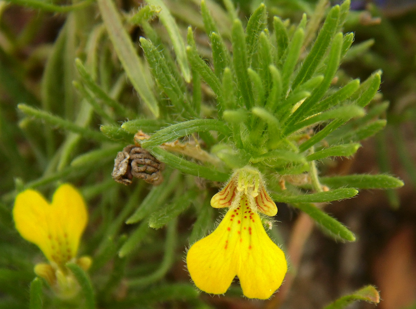 Image of Ajuga chia specimen.