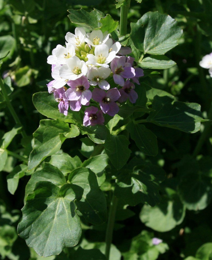 Image of Cardamine seidlitziana specimen.