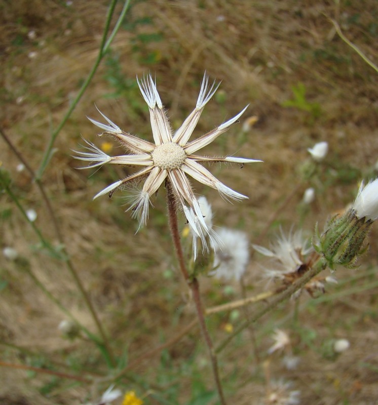 Image of Crepis foetida specimen.