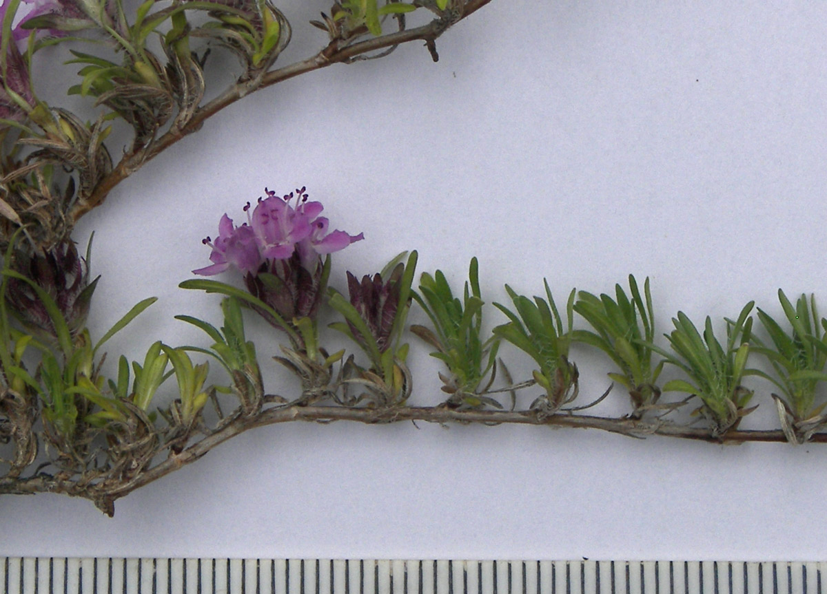 Image of Thymus majkopensis specimen.