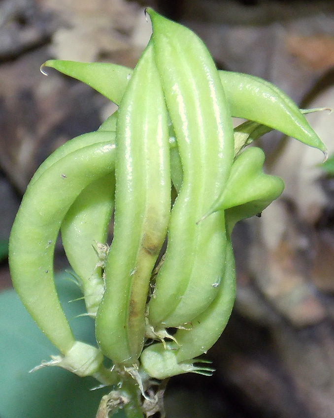 Image of Astragalus glycyphyllos specimen.