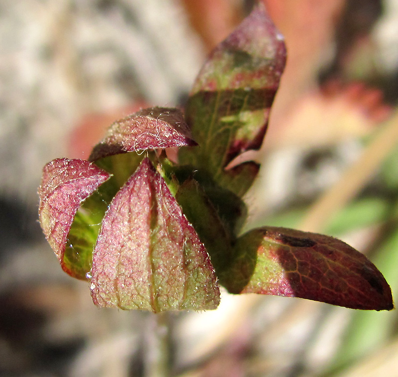 Изображение особи Potentilla reptans.