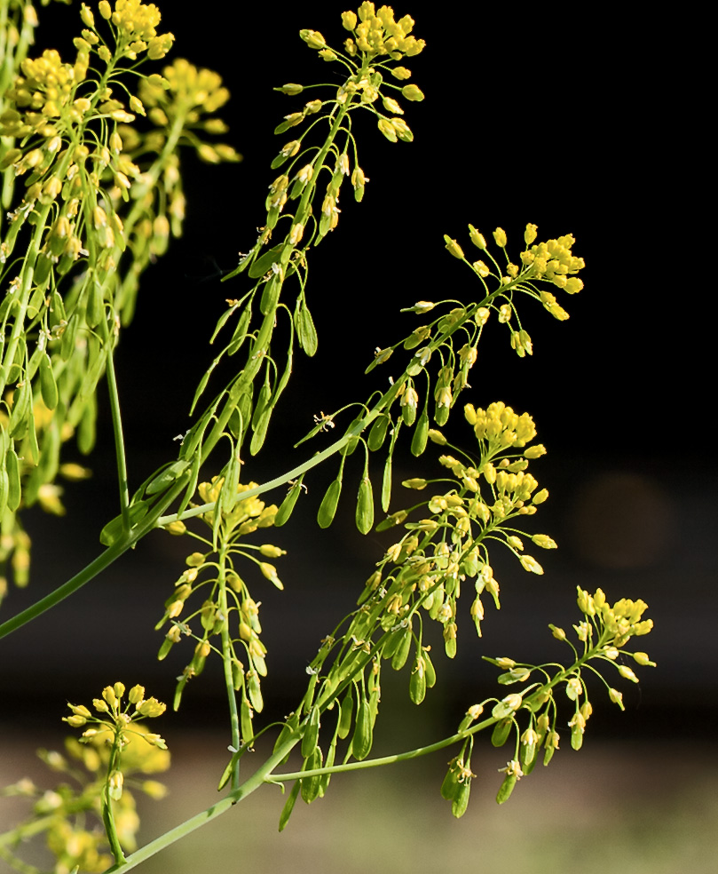 Изображение особи Isatis campestris.