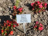 Begonia cucullata variety hookeri. Цветущие растения. Германия, г. Дюссельдорф, Ботанический сад университета. 03.07.2014.