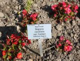 Begonia variety hookeri