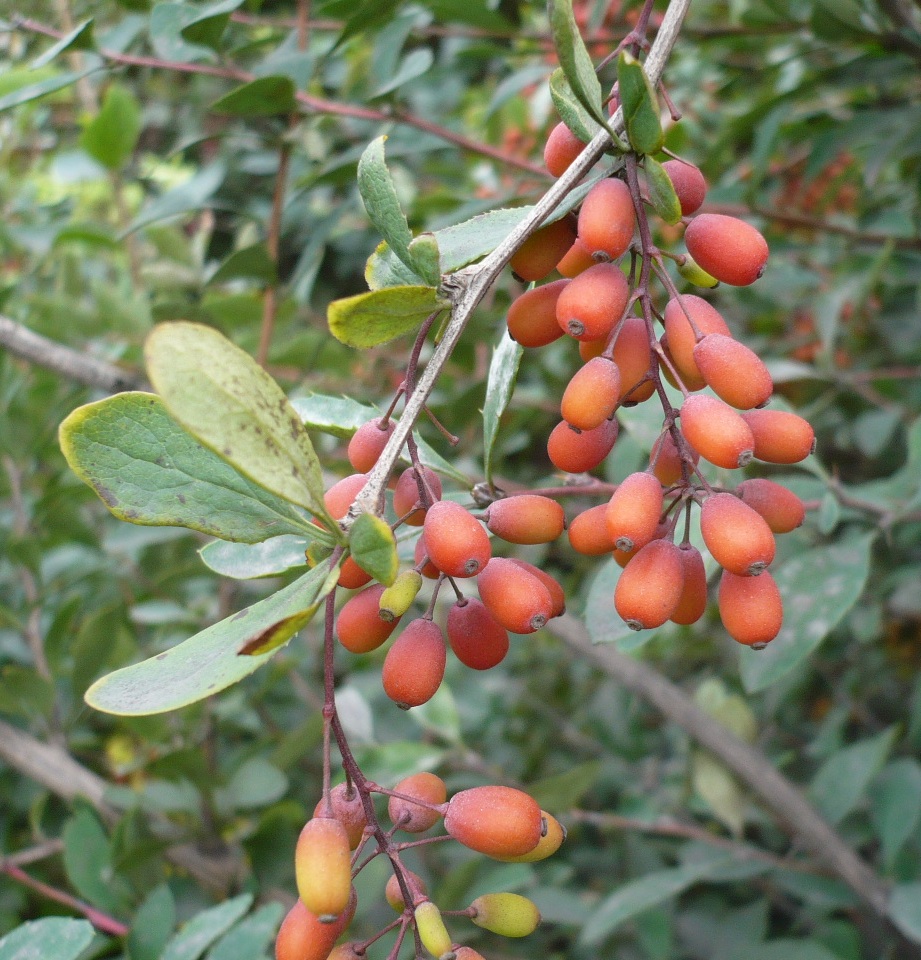 Изображение особи Berberis vulgaris.