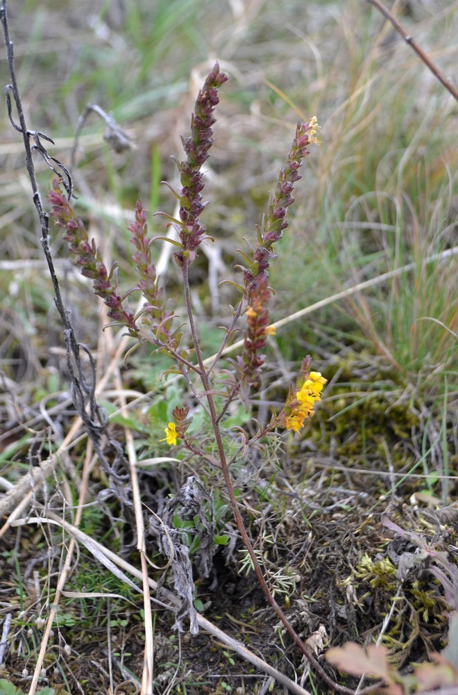 Image of Orthanthella lutea specimen.