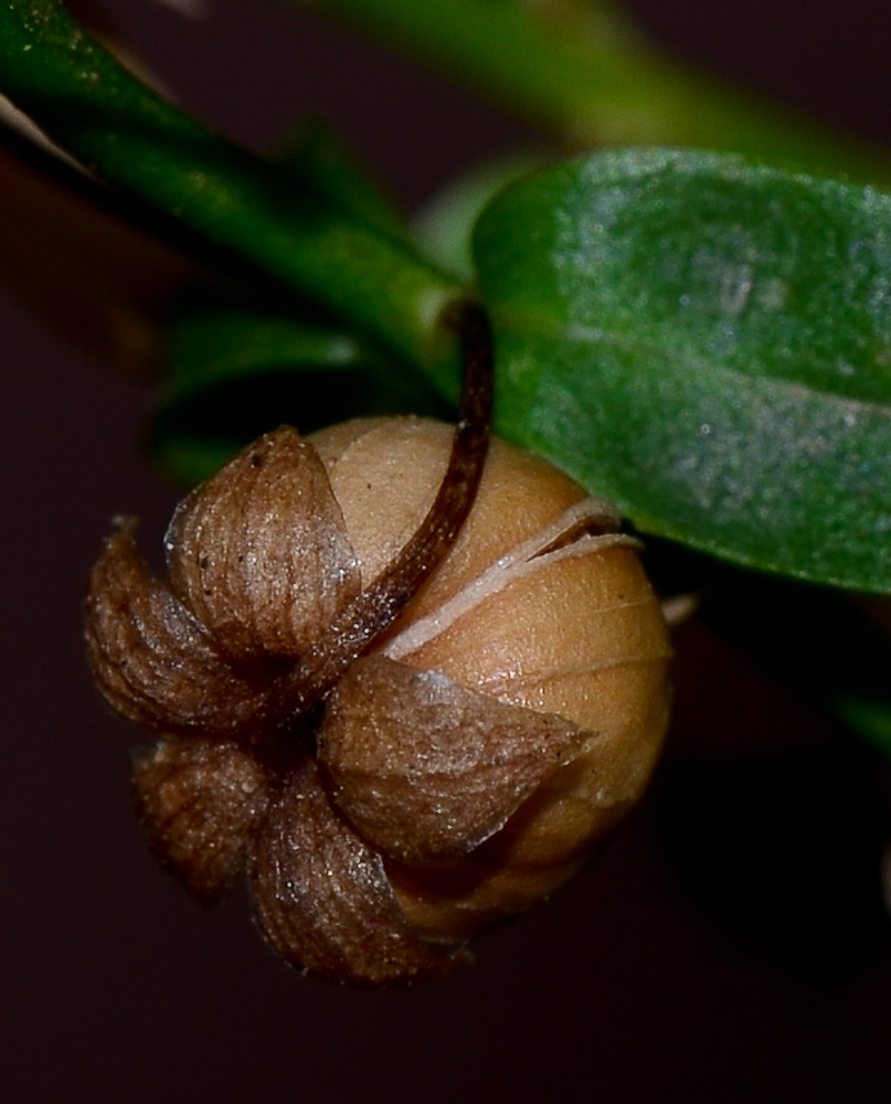 Изображение особи Angelonia angustifolia.