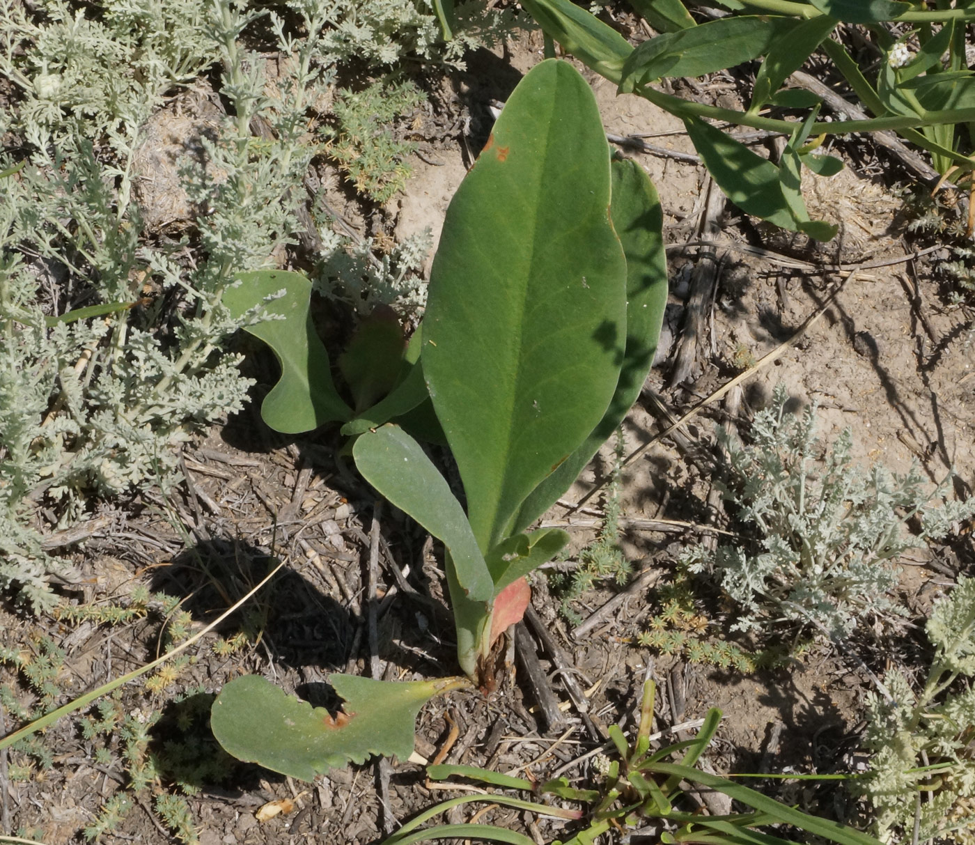 Image of Limonium gmelinii specimen.