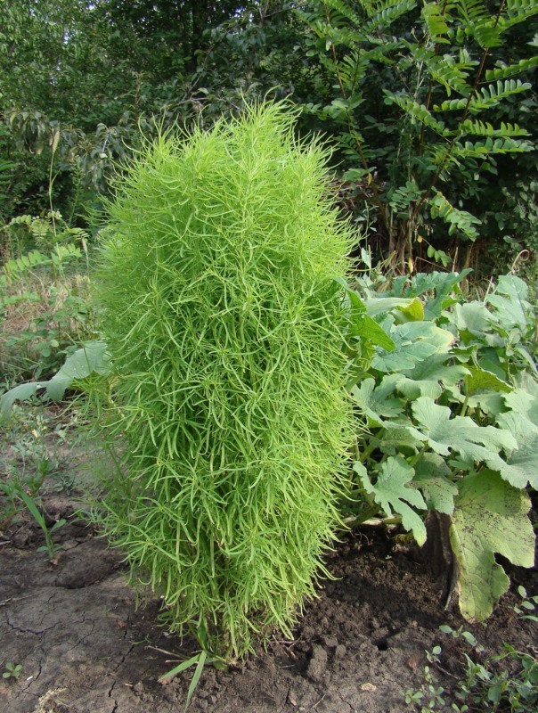 Image of Bassia scoparia f. trichophylla specimen.
