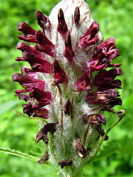 Image of Pedicularis atropurpurea specimen.