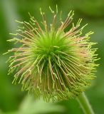 Geum aleppicum