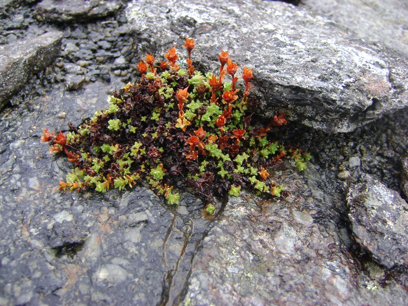 Image of Saxifraga oppositifolia specimen.