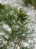 Paeonia tenuifolia