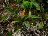 Hieracium korshinskyi