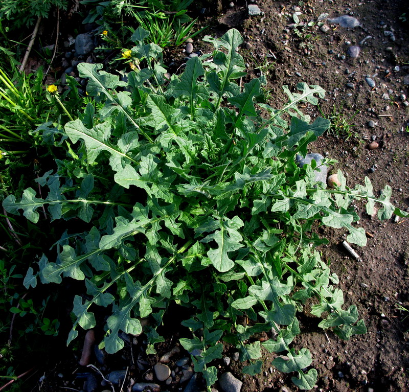 Image of Chorispora sibirica specimen.
