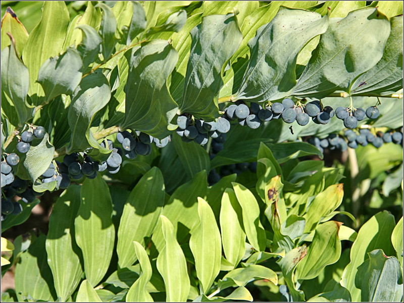 Image of Polygonatum multiflorum specimen.