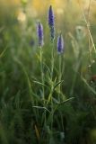 Veronica spicata. Цветущее растение на остепнённом лугу. Белгородская обл., пос. Борисовка. 01.07.2009.