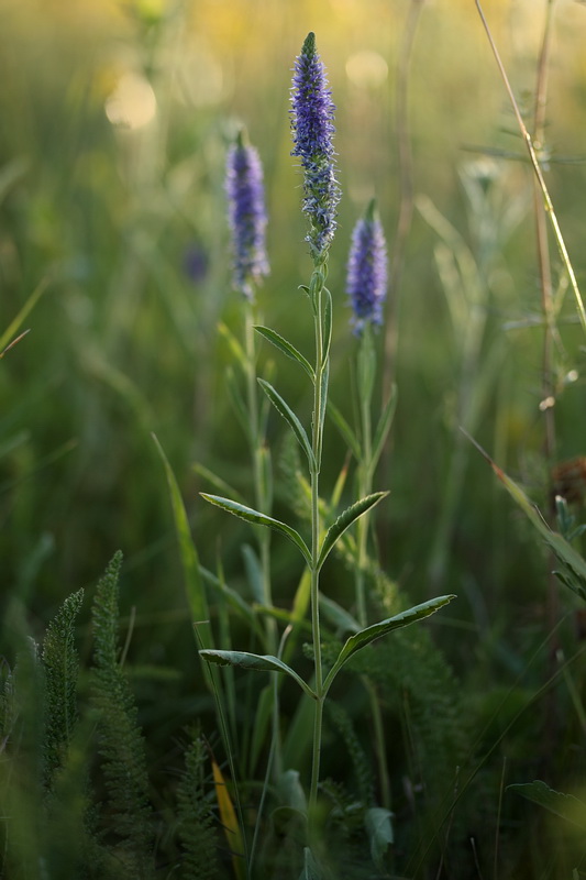 Изображение особи Veronica spicata.