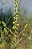 Verbascum blattaria