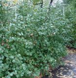 Amelanchier alnifolia