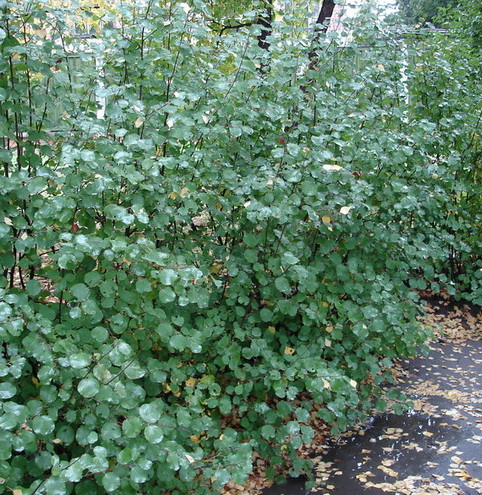 Image of Amelanchier alnifolia specimen.