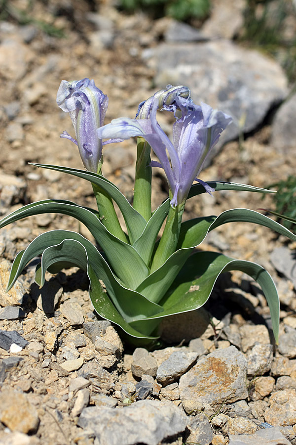 Image of Juno willmottiana specimen.