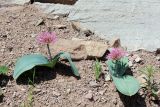 Allium karataviense ssp. henrikii