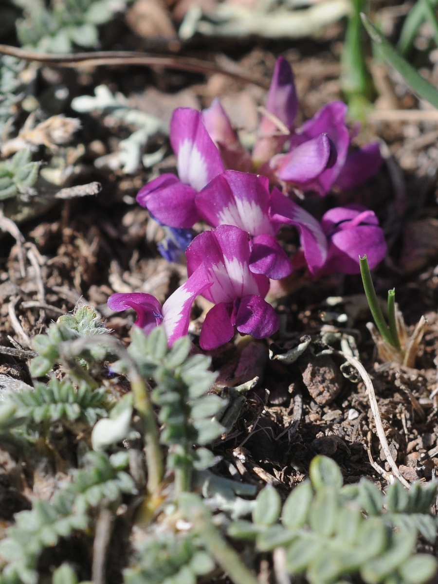 Image of Oxytropis ervicarpa specimen.