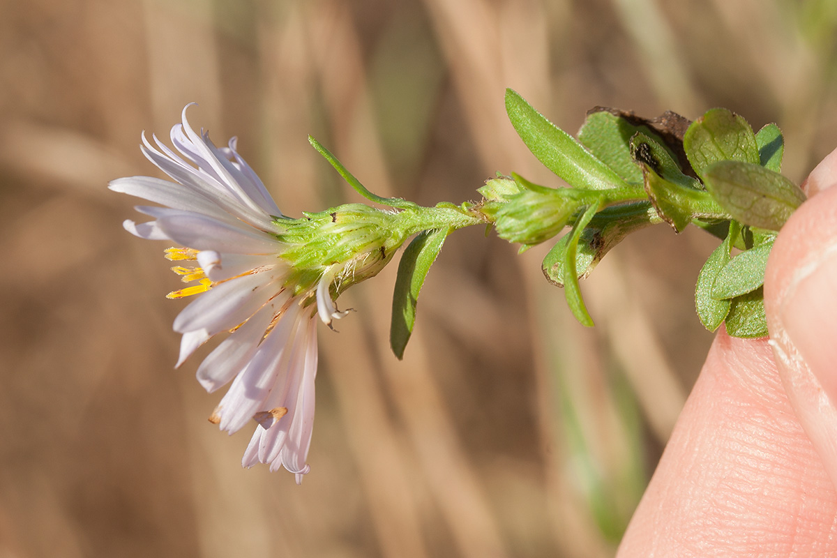 Image of Symphyotrichum &times; salignum specimen.
