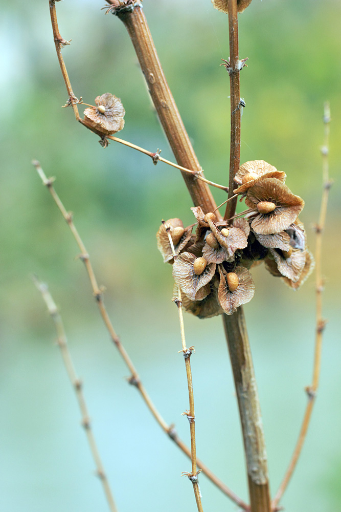 Изображение особи Rumex crispus.