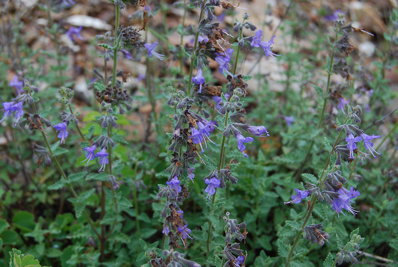 Изображение особи Lophanthus krylovii.