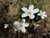 Eremogone meyeri. Соцветие. Иркутская обл., Ольхонский р-н, побережье Малого Моря (оз. Байкал), окр. мыса Улан-Ханский, опушка леса. 11.07.2015.