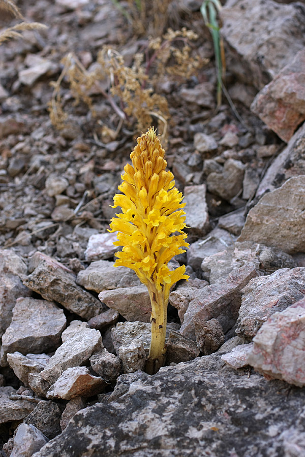Image of Orobanche sordida specimen.