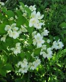 Philadelphus coronarius