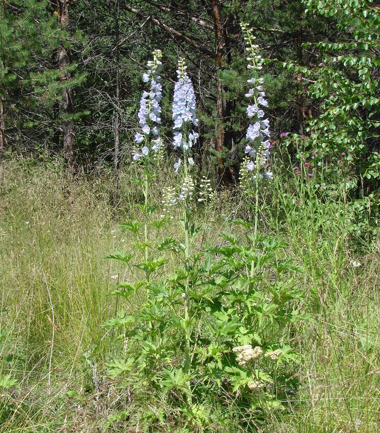 Изображение особи Delphinium &times; phoeniceum.