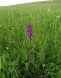 Dactylorhiza urvilleana