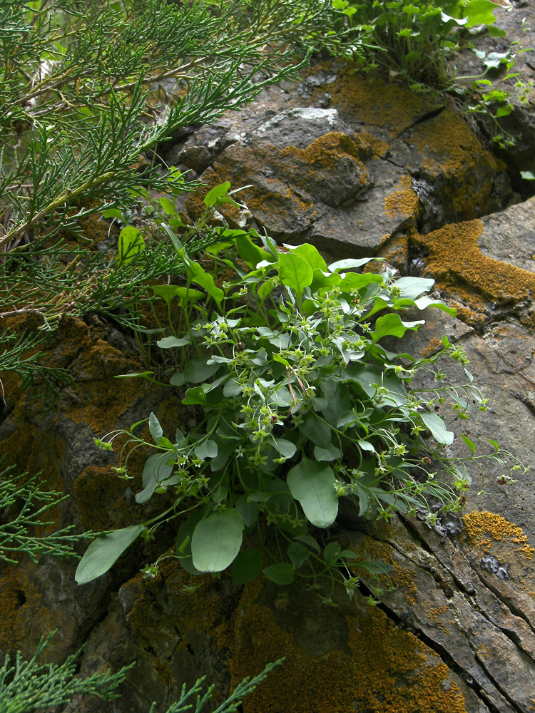 Image of Omphalodes rupestris specimen.