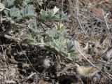 Astragalus subarcuatus