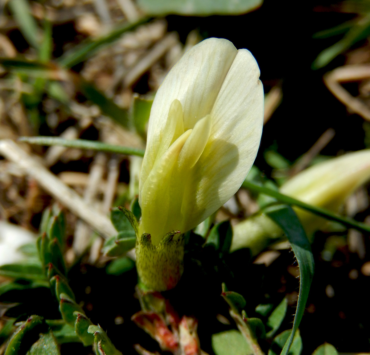 Изображение особи Astragalus resupinatus.