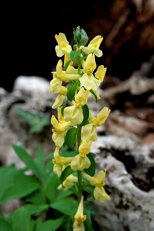 Изображение особи Corydalis marschalliana.