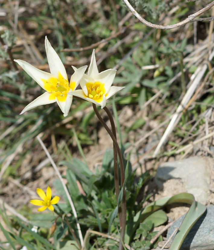 Изображение особи Tulipa binutans.
