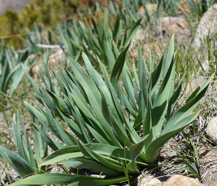 Изображение особи Eremurus fuscus.