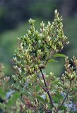 Syringa josikaea. Верхушка побега с соплодием. Московская обл., г. Железнодорожный, в культуре. 05.07.2012.