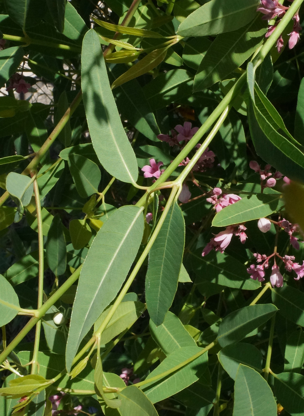 Image of Trachomitum lancifolium specimen.