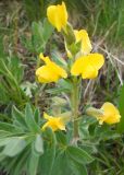 Thermopsis alpina