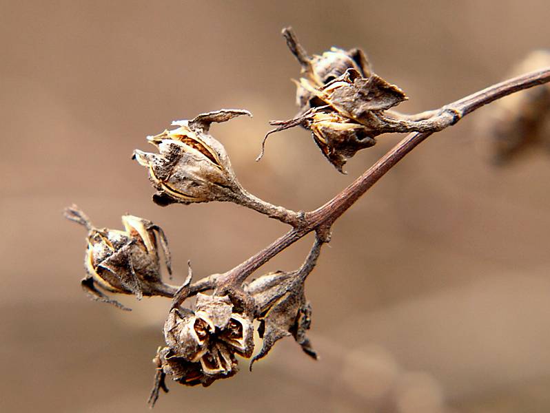 Image of Philadelphus coronarius specimen.