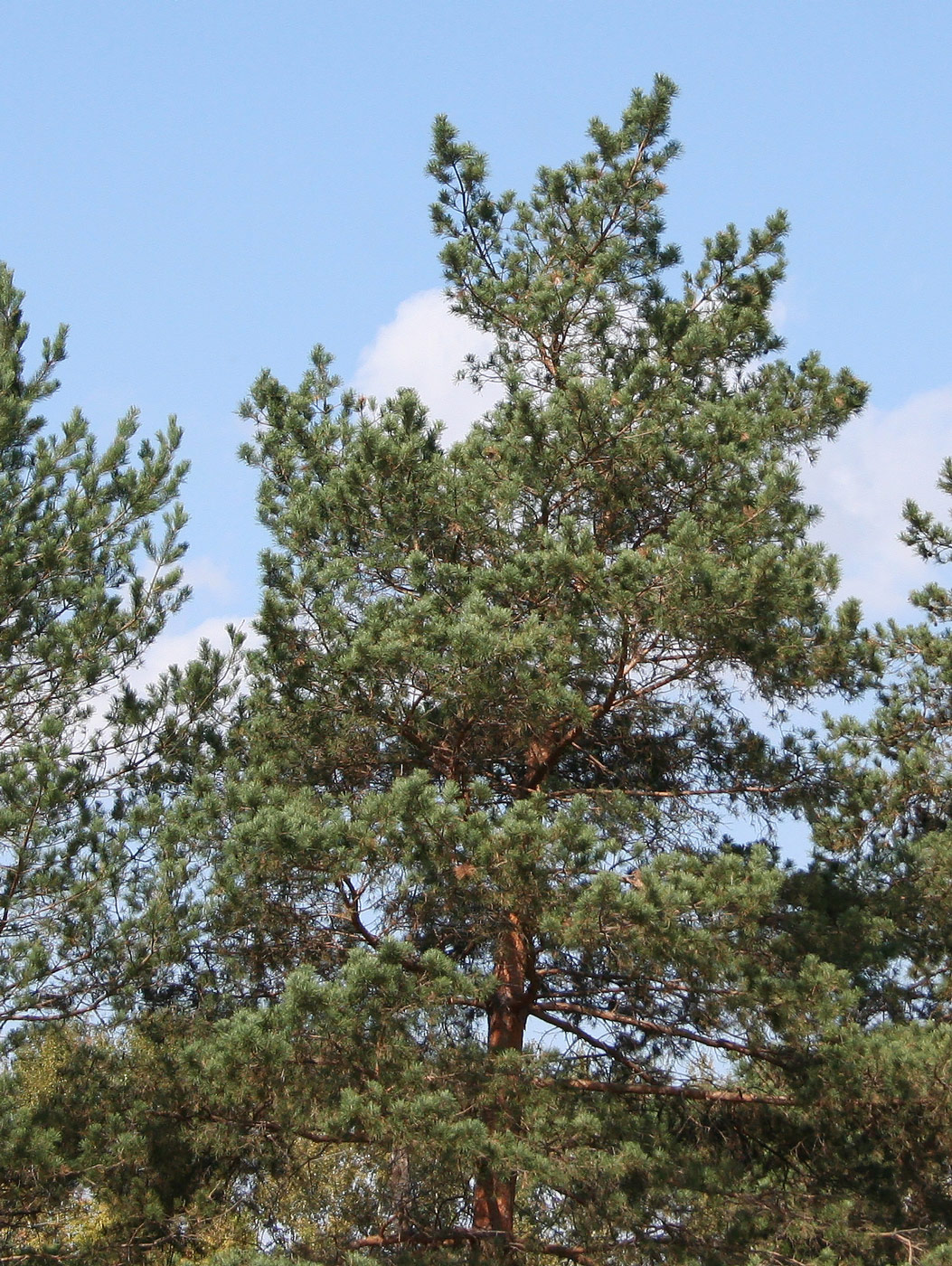 Image of Pinus sylvestris specimen.