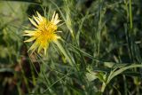 Tragopogon subspecies major