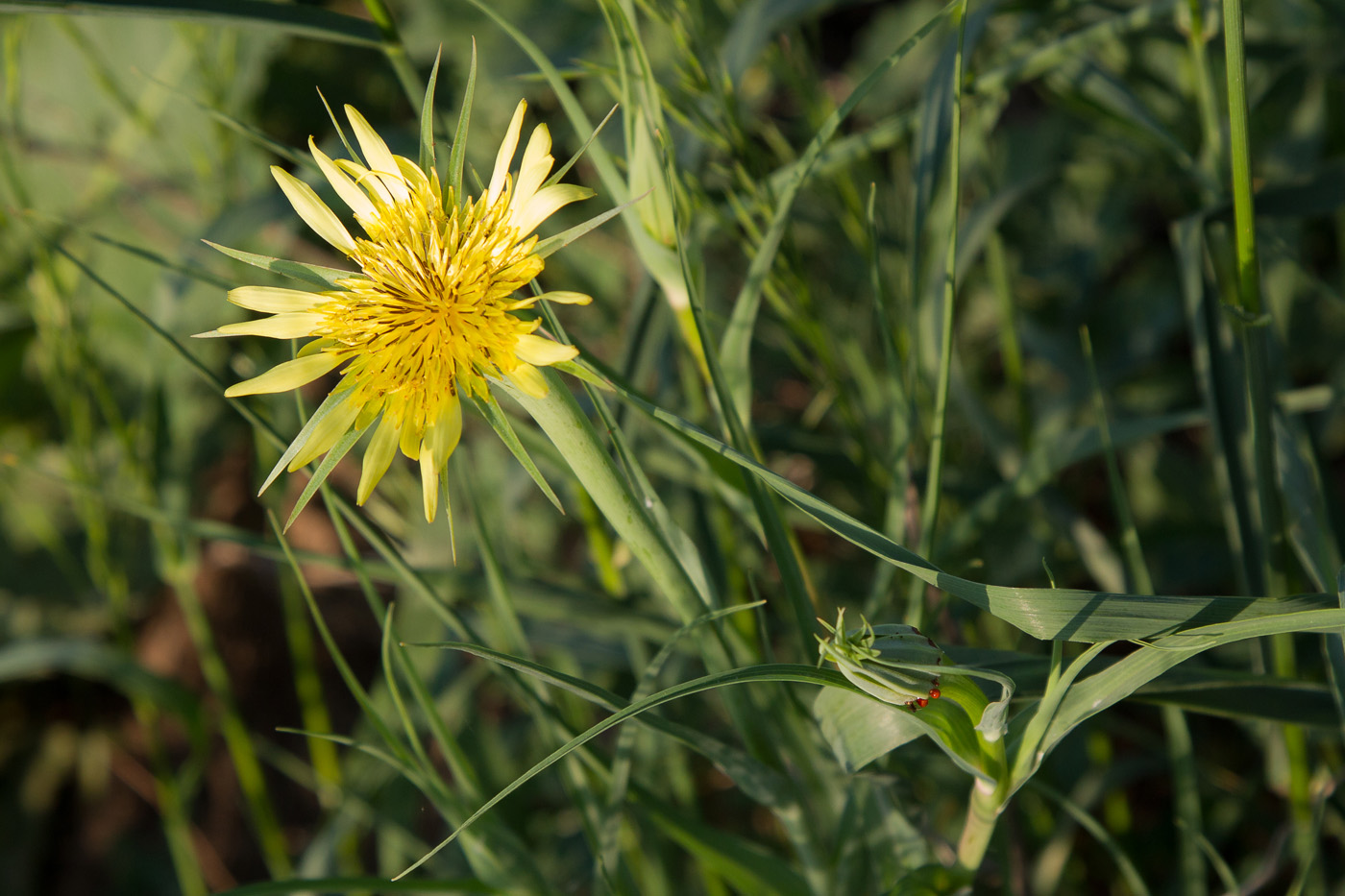 Image of Tragopogon dubius ssp. major specimen.